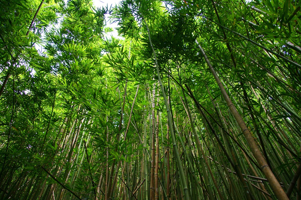 Frodig bambus